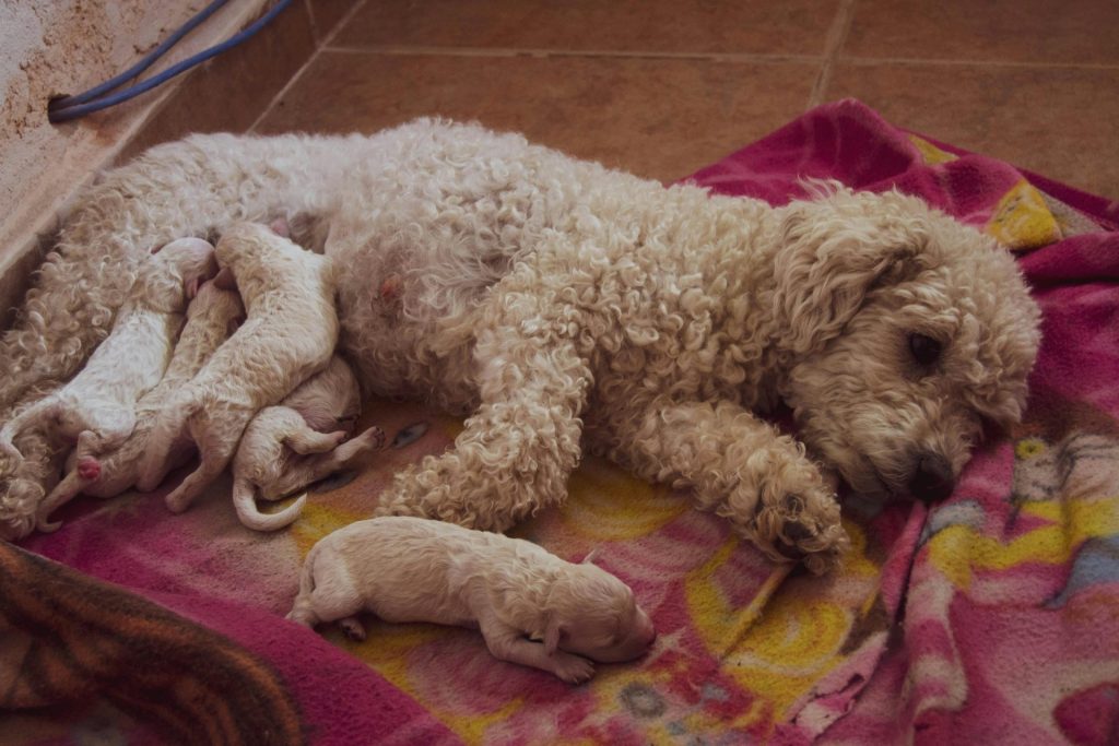 Un adorable caniche avec ses chiots nouveau-nés se relaxant sur une couverture colorée à l'intérieur.