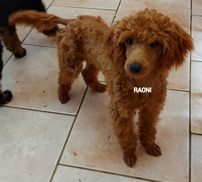 Chien mignon dans une pièce