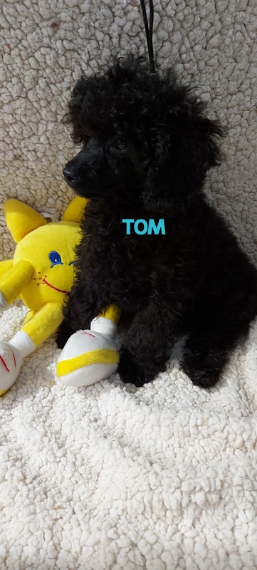 Chien noir avec jouet jaune