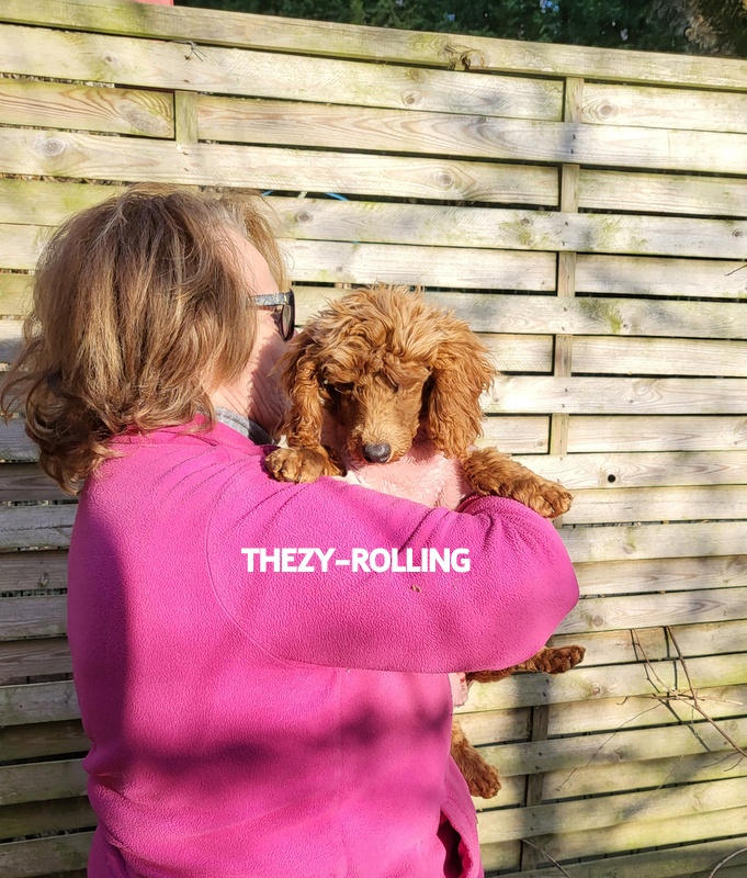 Femme tienant un chiot mignon