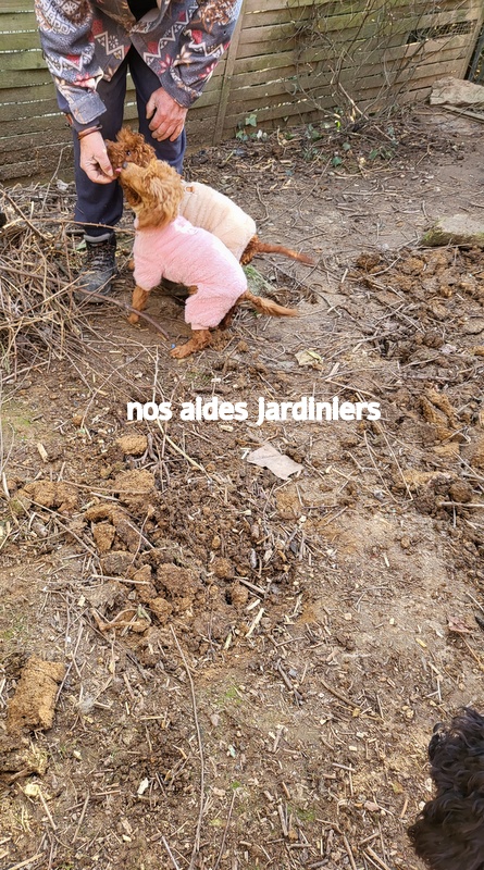 Chiens dans le jardin ensemble