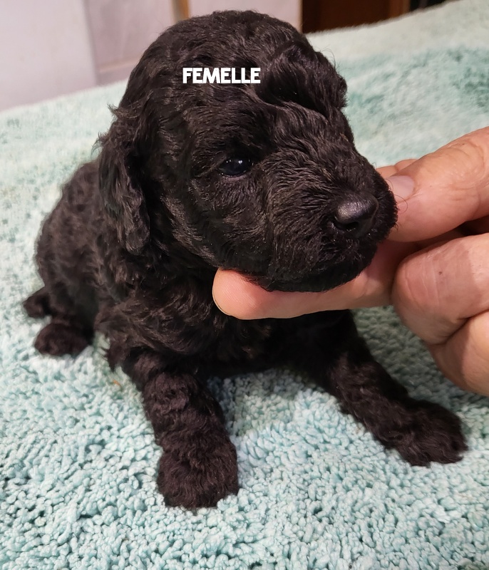 Chiot noir, femelle, adorable