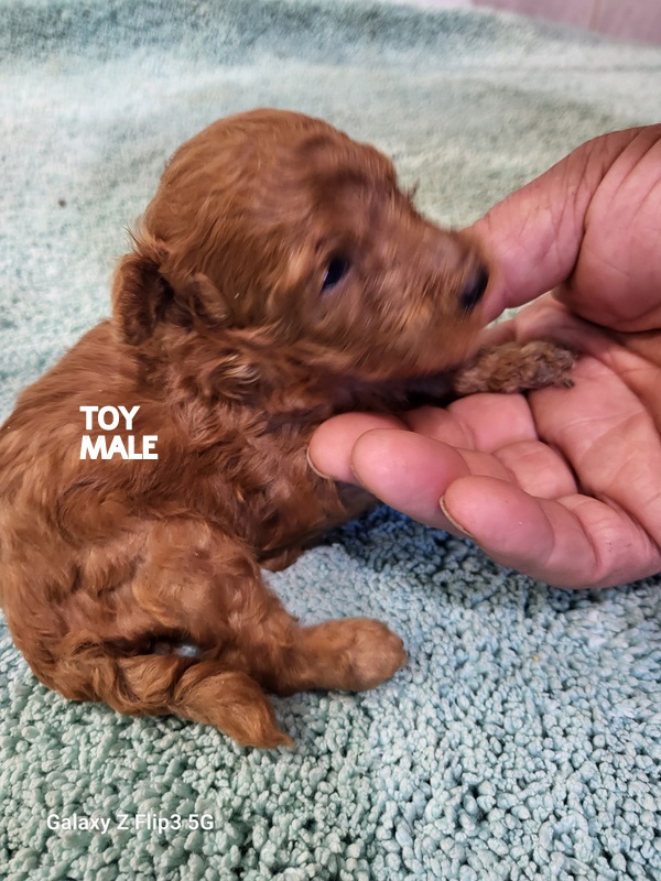 chiot mâle dans la main