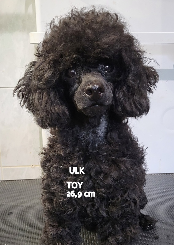 Caniche noir avec poils bouclés