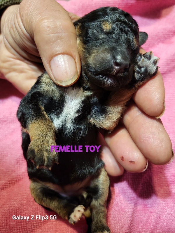 Chiot dans une main humaine