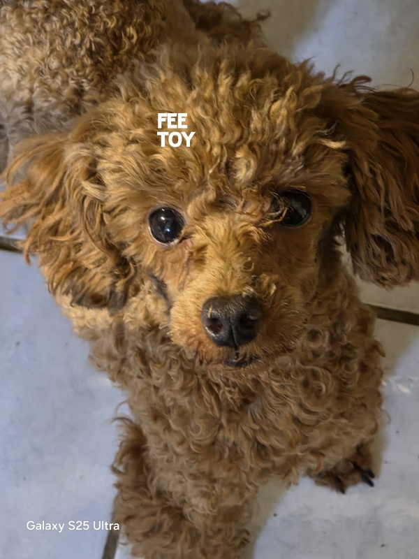 Chien mignon aux yeux brillants