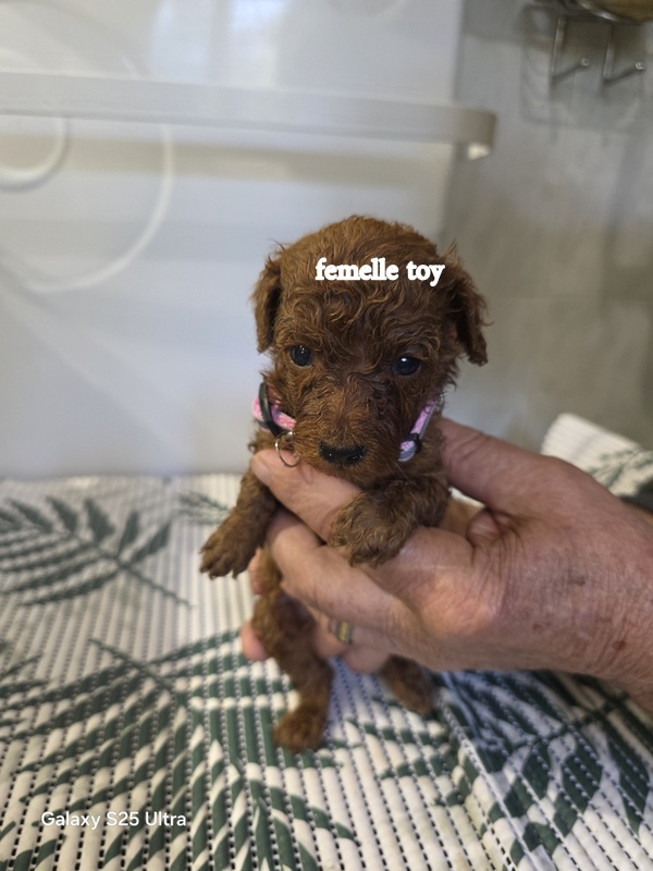 Chien jouet mignonne dans les mains