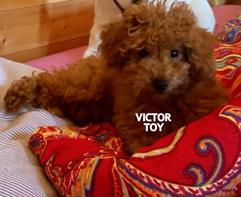 Chien en peluche sur lit