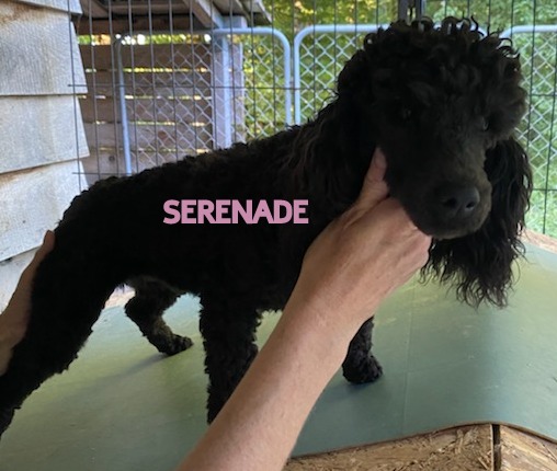 Chien noir avec main humaine