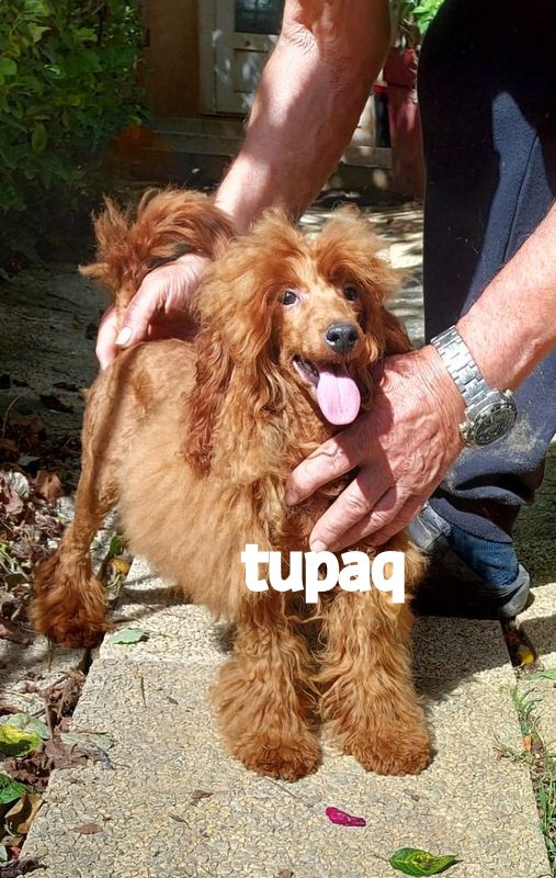 Chien mignon et poilu