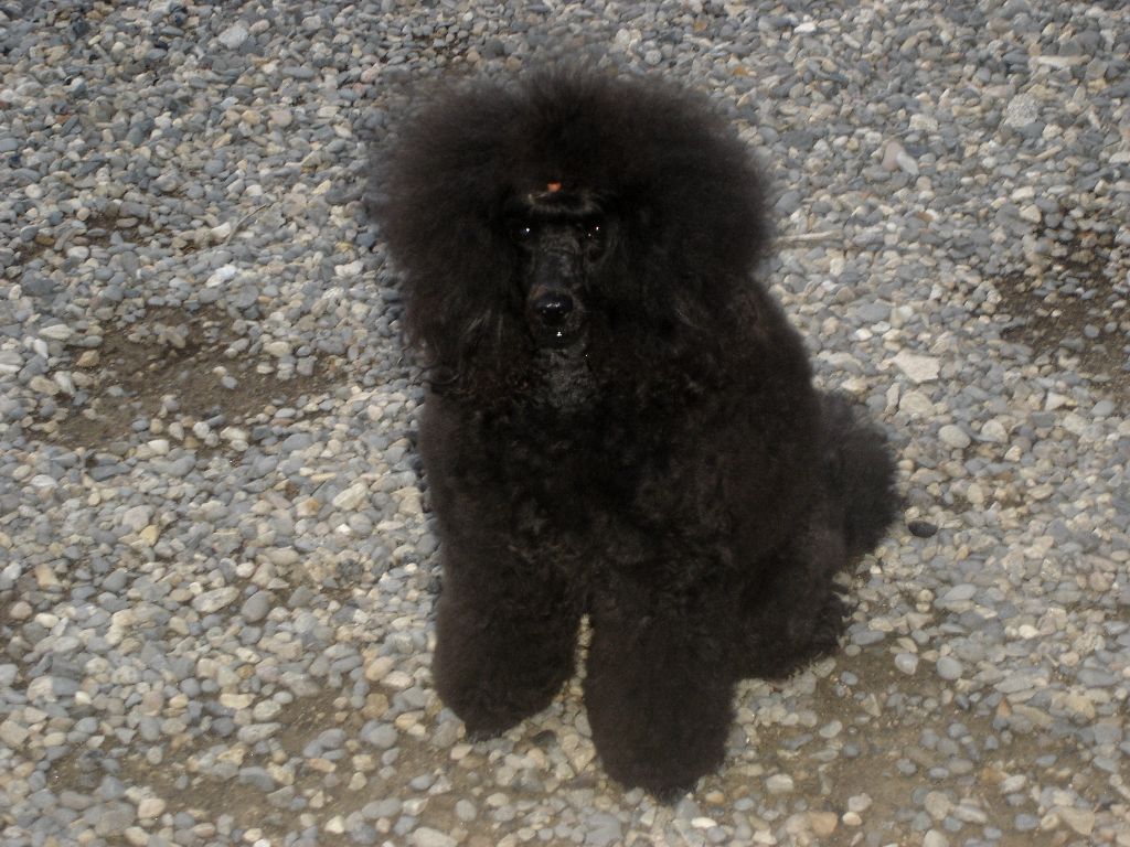Poodle noir sur gravier