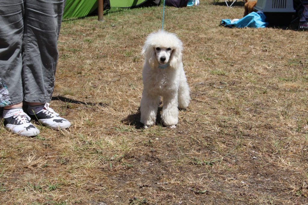 Chien poodle sur le sol