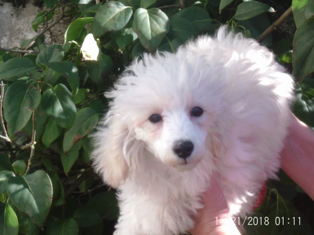Chiot blanc dans les plantes
