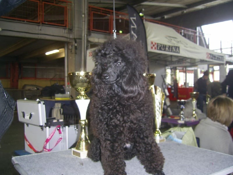 Chien noir avec des trophées