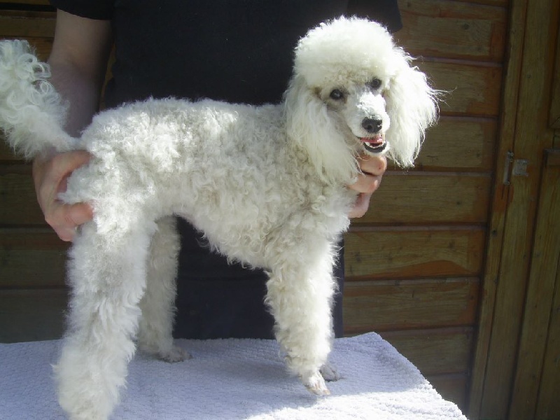 Chien poodle blanc mignon