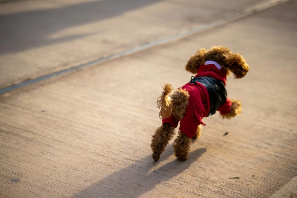 a small brown dog wearing a red and black shirt