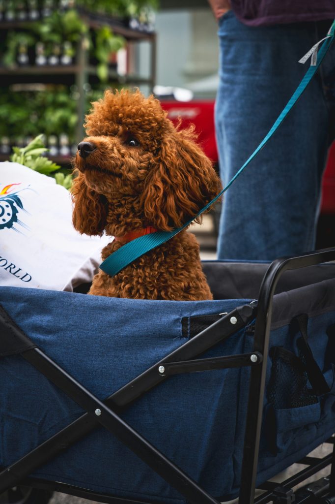 a brown dog sitting in a blue stroller